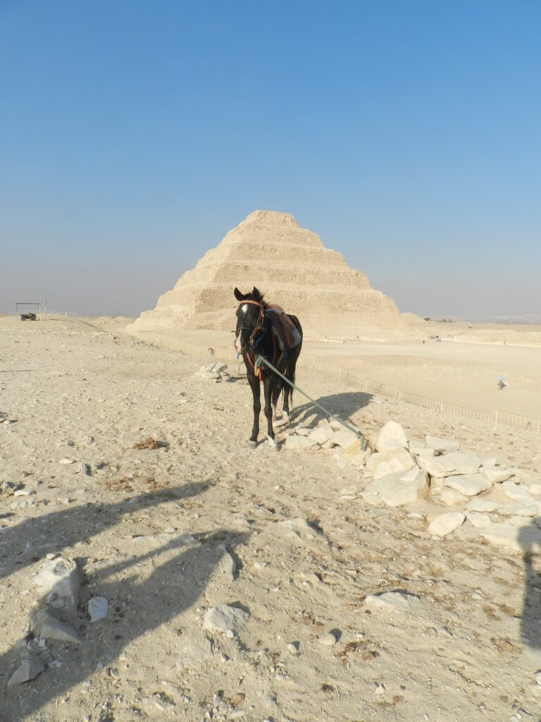 Desventajas de los viajes organizados es el transporte con sufrimiento animal, caballo sin agua y bajo el sol en la pirámide escalonada de Zoser.